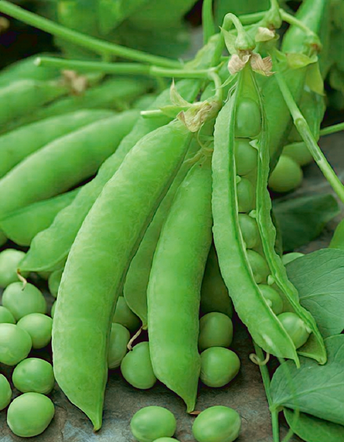 Горох Прима овощной 10 гр цв.п. семена овощей аэлита горох овощной прима