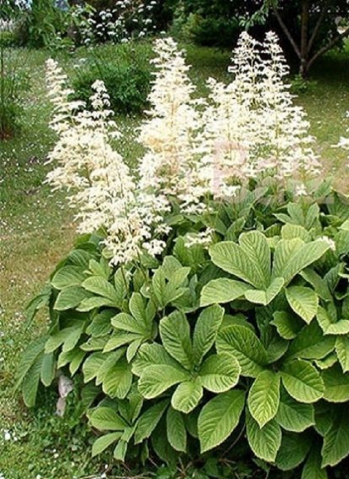 

Роджерсия перистая Уайт 1 шт Р9