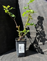 Роза чайно-гибридная Вулканика 