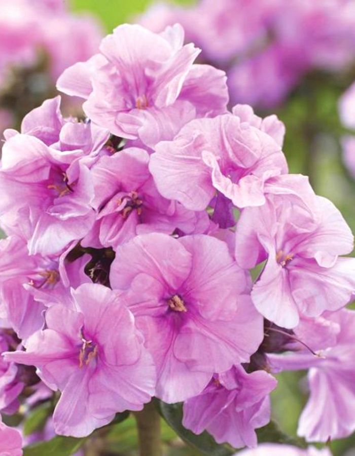 

Флокс Зенобия