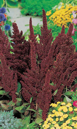 Амарант Сказочный эльф (УД) 0,15 гр цв п