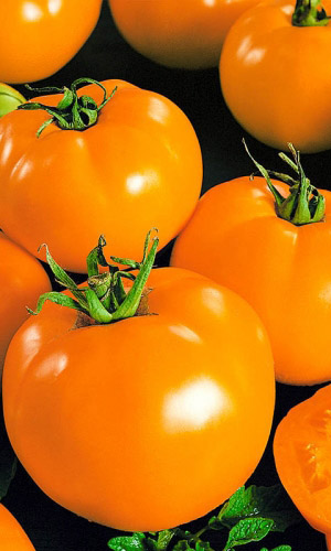 Томат Санька золотой (УД) 20 шт цв.п