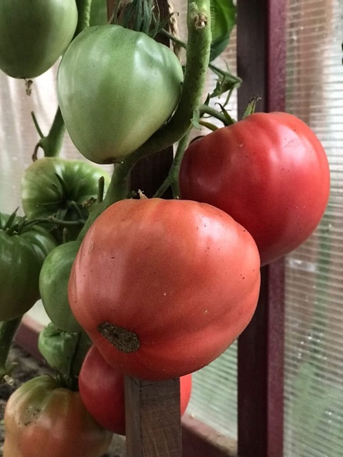 Томат Мишка Косолапый (УД) 20 шт. цв.п. 