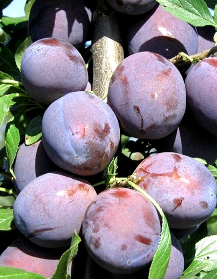 

Слива Хелена (колоновидная) 1 шт