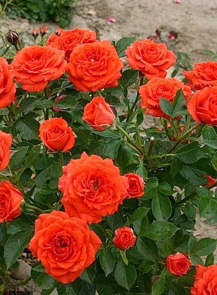 Роза спрей Герой