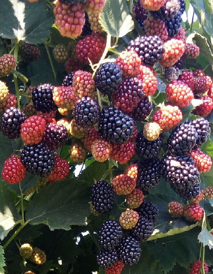 

Ежевика Чачанская Бестрна