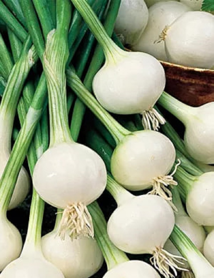 

Лук репчатый Жемчужный - для маринования (УД) 0,25 г цв.п.