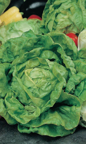 Салат Великие Озера 659 (Грейт Лайкс 659) (УД) 0,25 гр цв.п