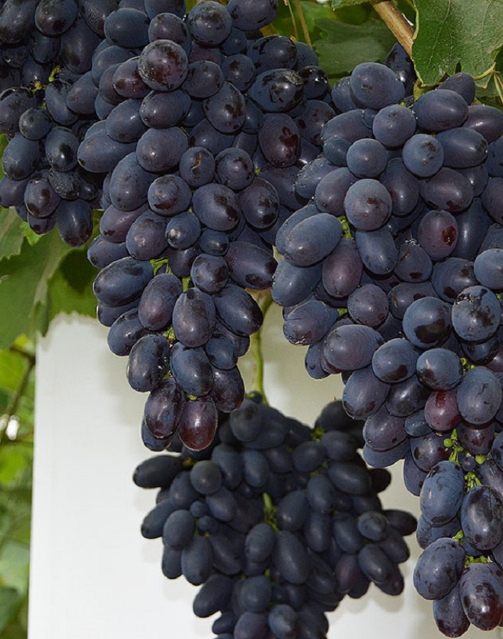 Виноград плодовый Кадрянка 1 шт виноград плодовый с2 левокумский h50