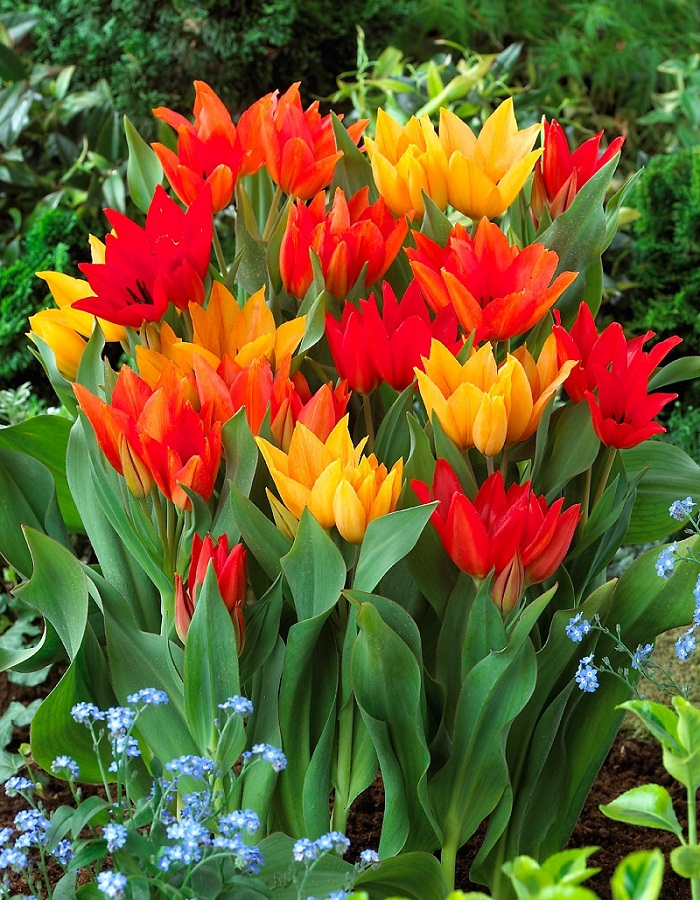 цена Набор Тюльпаны многоцветковые 9 шт