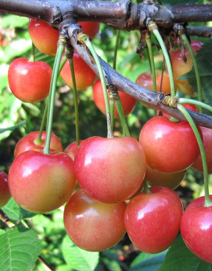 

Черешня Память Астахова