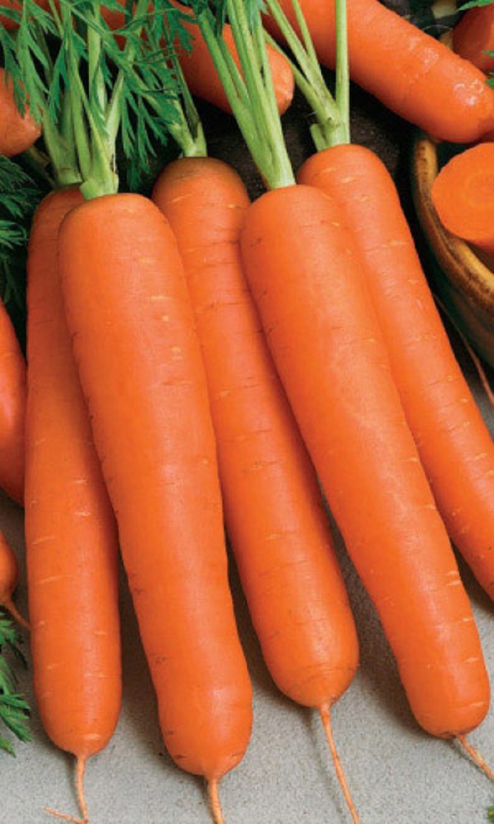 Морковь Алтайская Сахарная (УД) 1,5 г цв.п., Морковь, Морковь семена