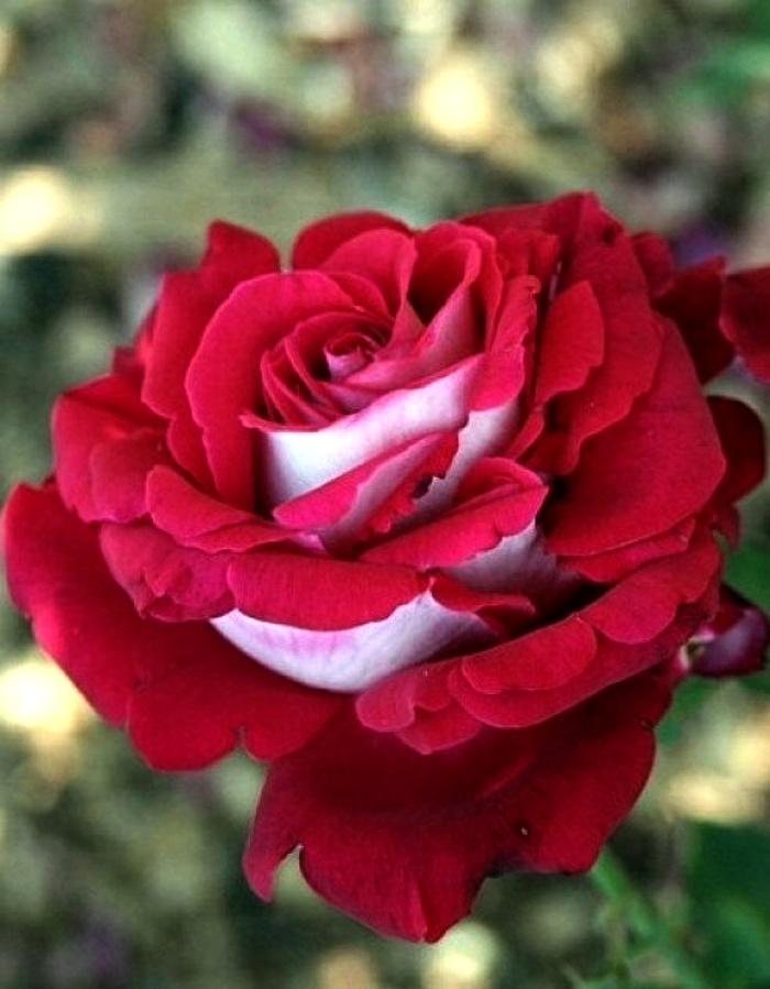 Роза чайно-гибридная Люксор 542₽