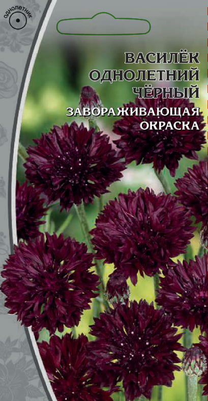 Василек однолетний черный 0,1 гр цв п