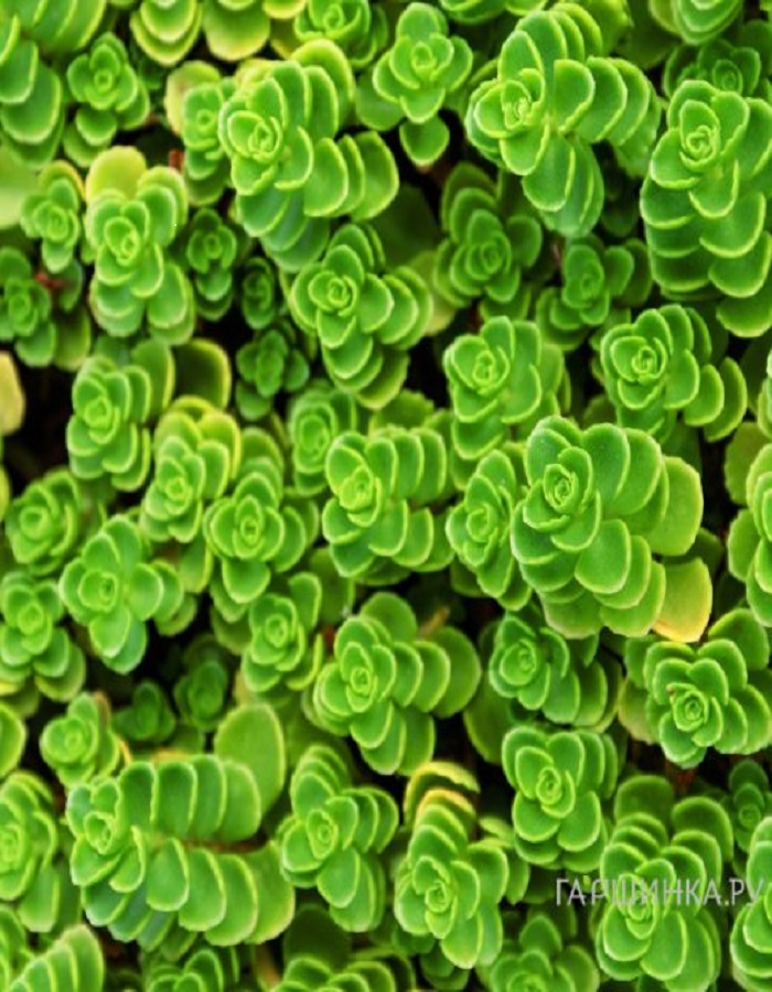 

Очиток ложный 1 шт Р9