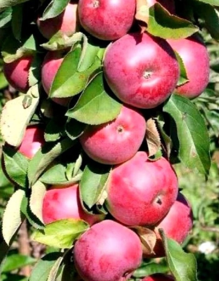 

Яблоня колонновидная Триумф 1 шт