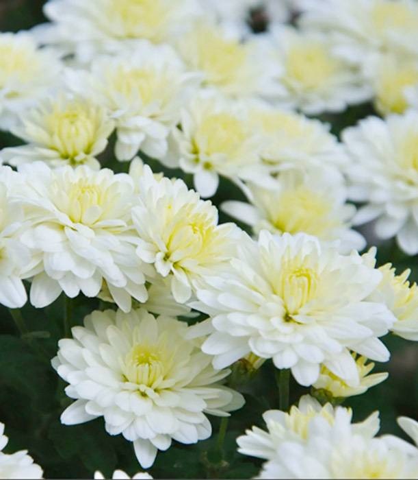 

Хризантема кустовая Гари Хоек вайт ASF 1 шт Р9