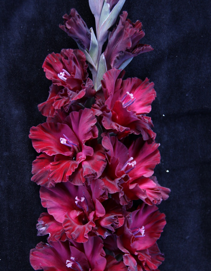 

Гладиолус Тамбов 1 уп. (3 шт.)