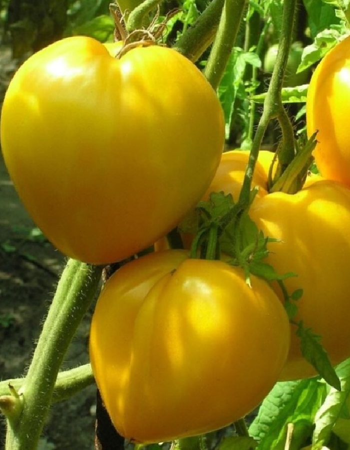Томат Золотая будёновка F1 0,05г цв. п томат летний сад f1 0 05 гр цв п
