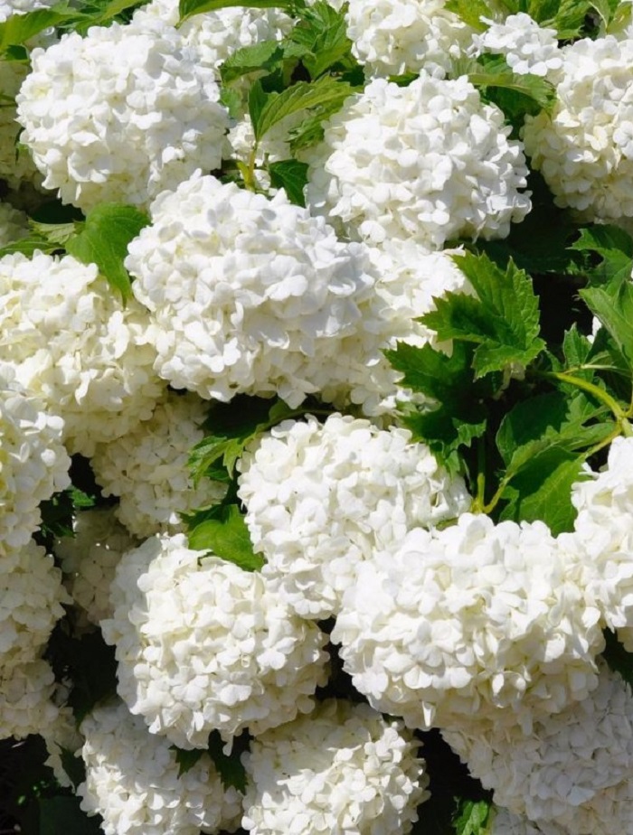 

Калина обыкновенная Розеум