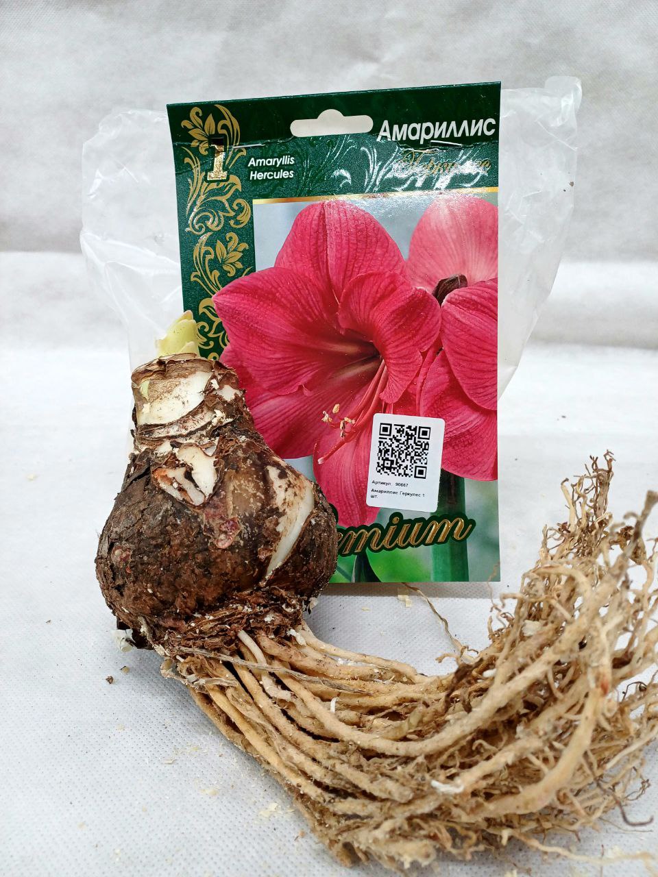 

Амариллис Геркулес 1 шт.