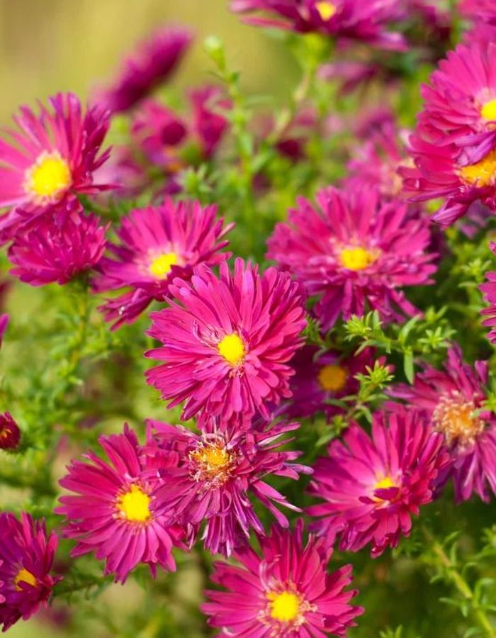 

Астра Пинк Тобас