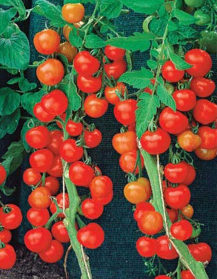 Томат 1000 и 2 помидорки УД 20 шт цв.п (Симбиоз) томат 1000 и 2 помидорки уд 20 шт цв п