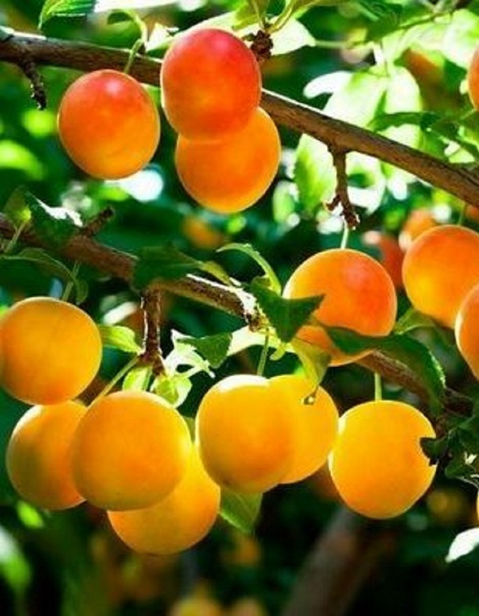 

Слива Яхонтовая