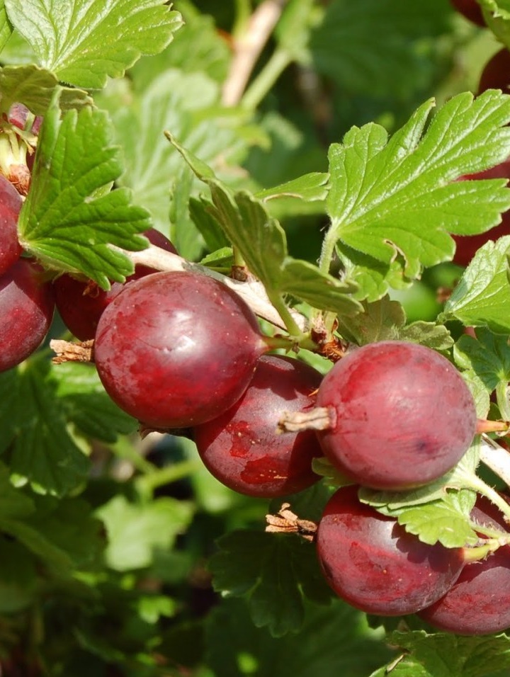 

Крыжовник обыкновенный Краснославянский