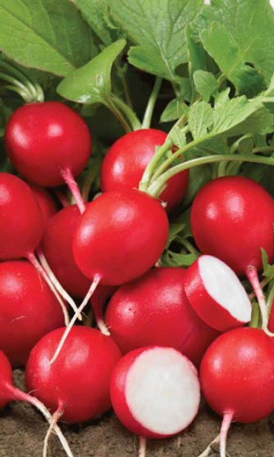 Редис Ризенбуттер (Масляный король) (УД) 2 гр. цв.п.