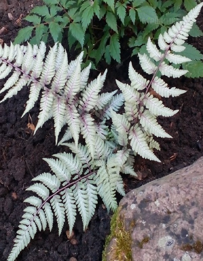 

Папоротник кочедыжник ниппонский Сильвер Фолс 1 шт Р9