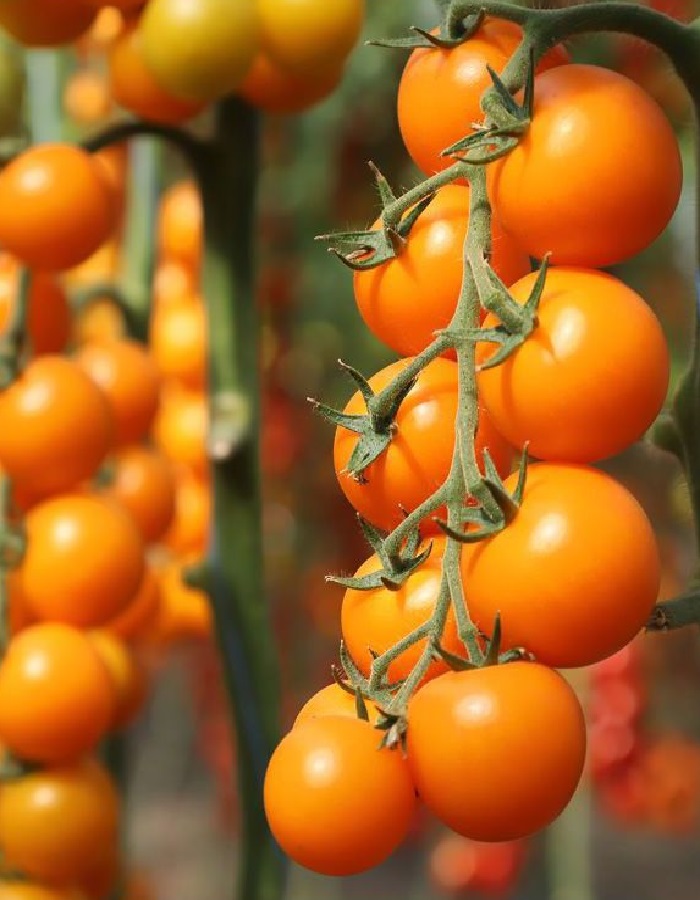 Томат Фруктаринка (черри) F1 (Селекция ВХ) 0,03 гр цв.п семена томат черри негро f1