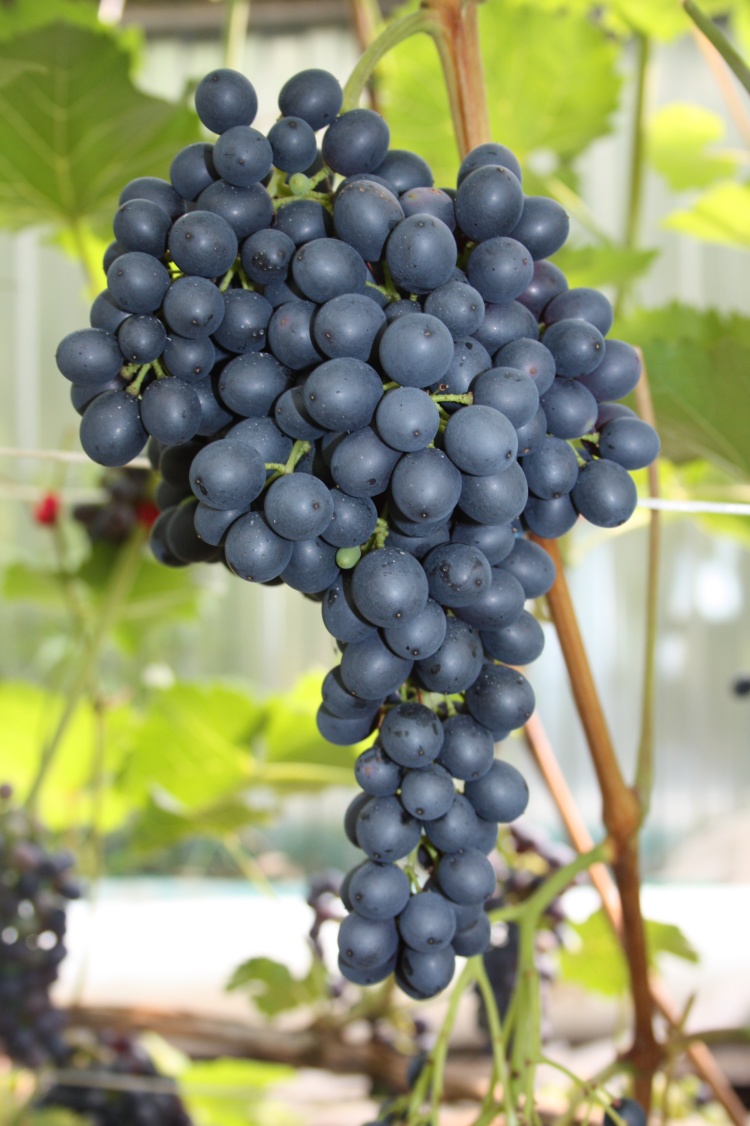Виноград плодовый КМ Красень 1 шт виноград плодовый км альминский 1 шт