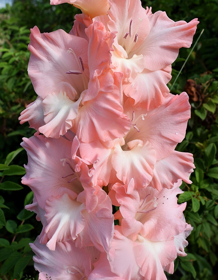 

Гладиолус Богиня любви 1 уп. (3 шт.)