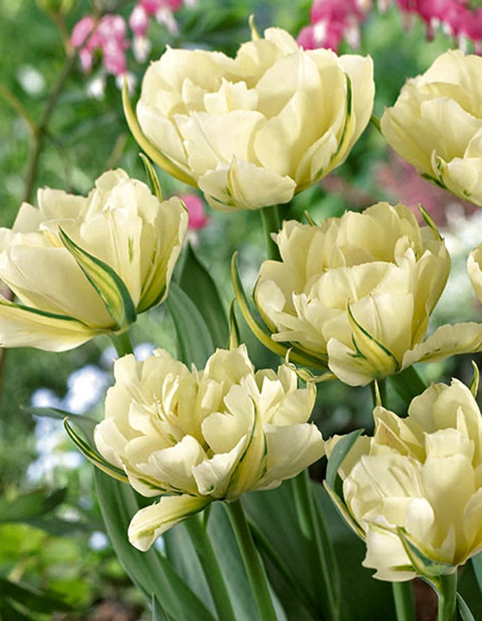 

Тюльпан Экзотик Эмперор 1 уп. (6 шт.)