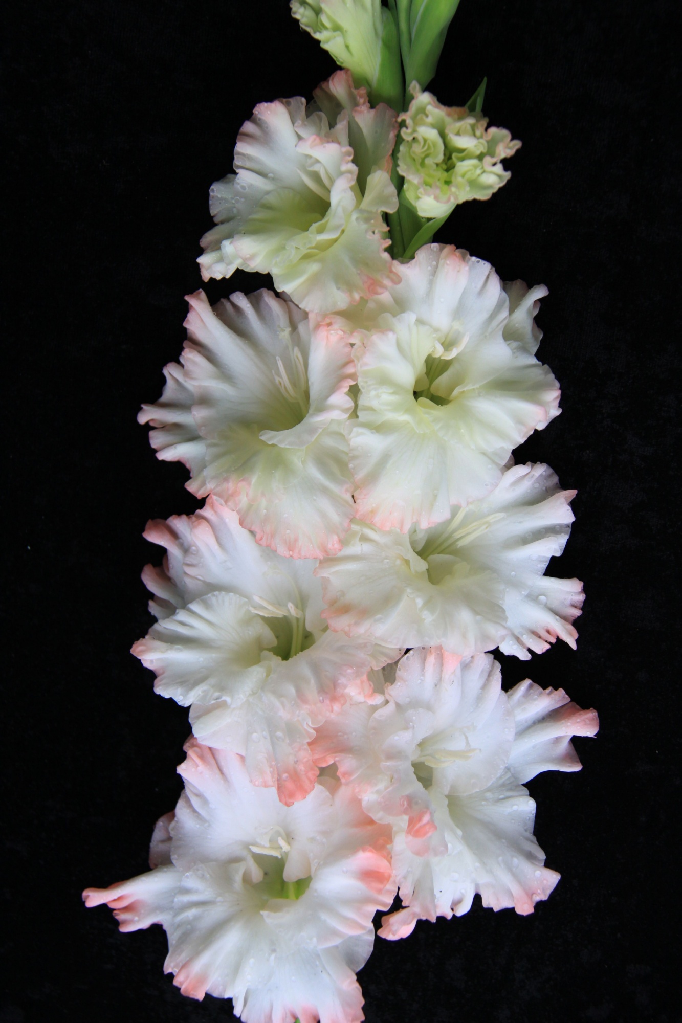 Гладиолус Розовая дымка 1 уп. (3 шт.) семена петуния дуо f1 нежно розовая махровая однолетние 10 шт уп х 3 уп