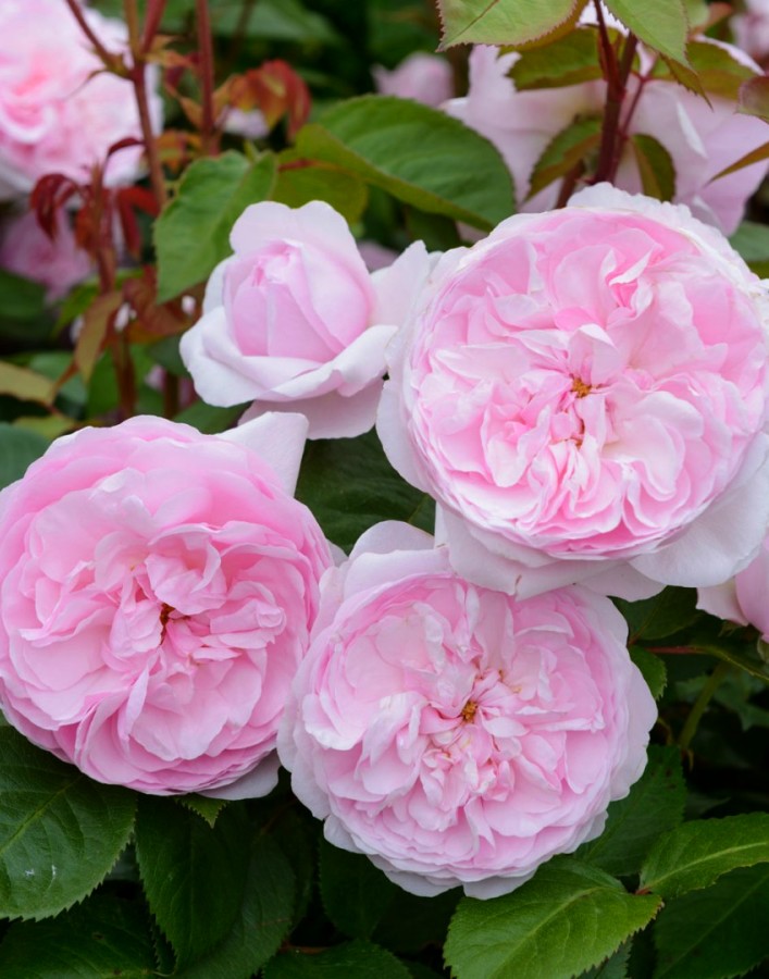 

Роза чайно-гибридная Оливия