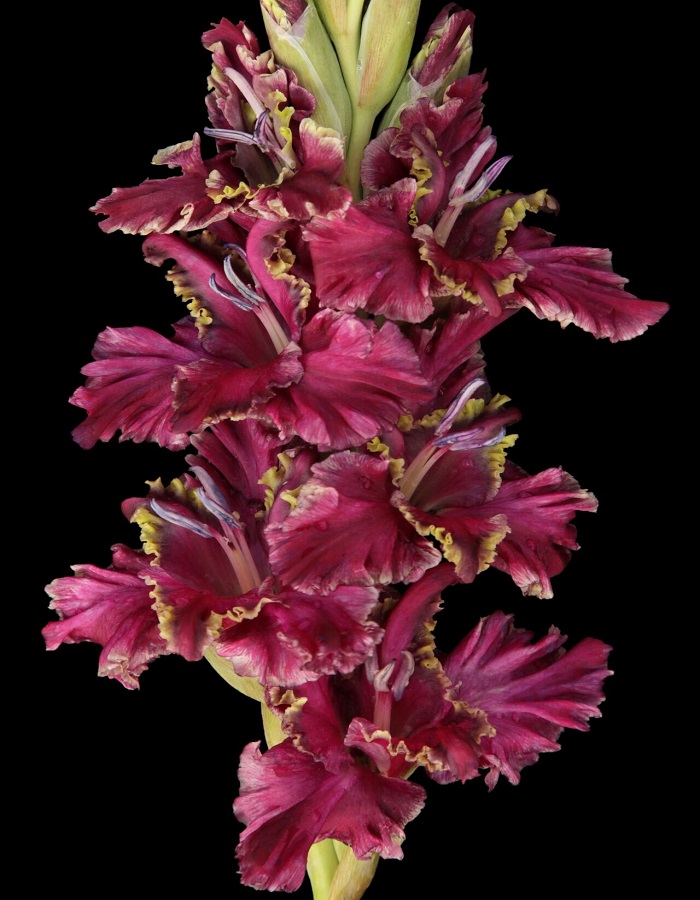 

Гладиолус Лия Ахеджакова 1 шт