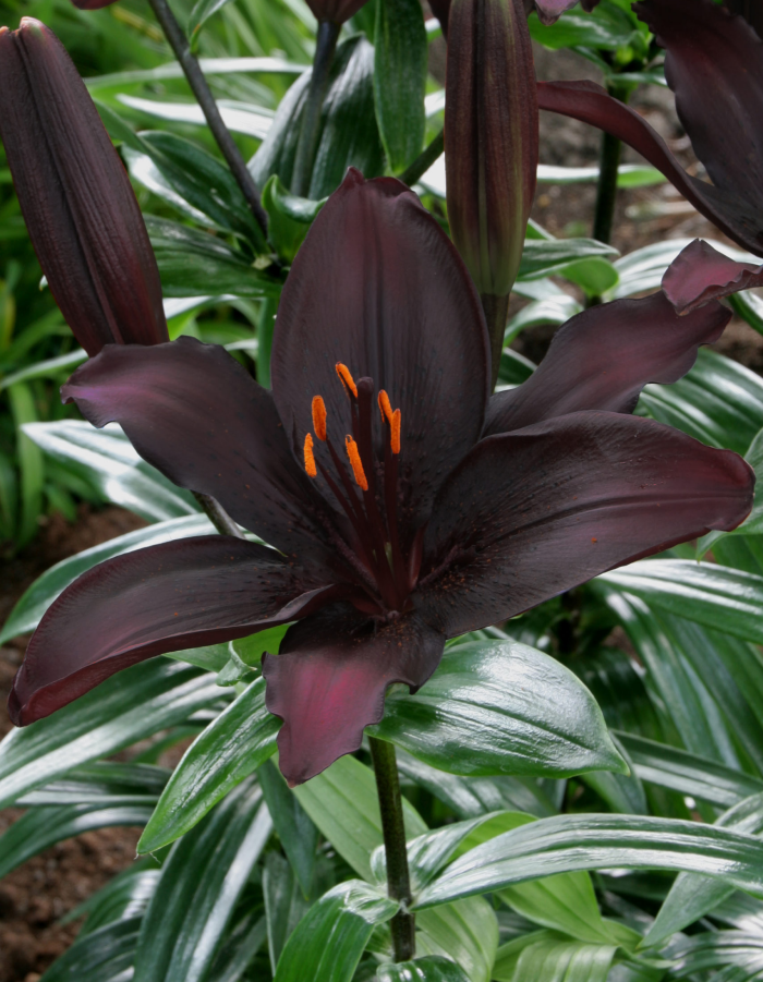 

Лилия Блэклист