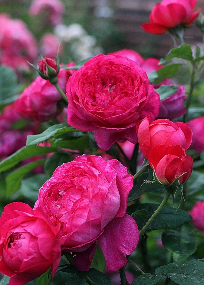 Роза английская Бенджамин Бриттен 1 шт роза кустовая бенджамин бриттен 1 шт