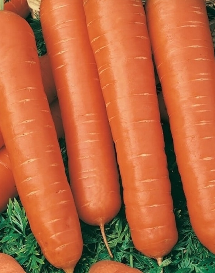 Морковь Несравненная (УД) 2 гр цв.п., Морковь, Морковь семена