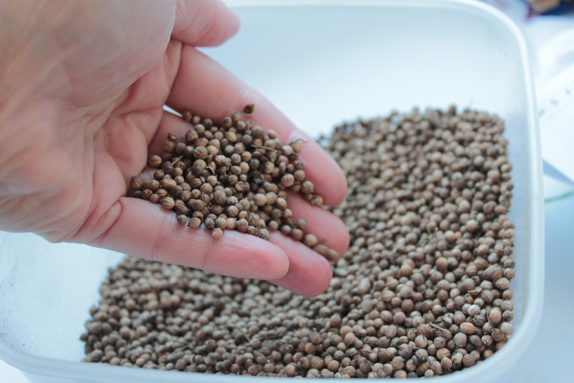 Подзимний посев 