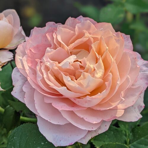 Роза спрей Джульетта