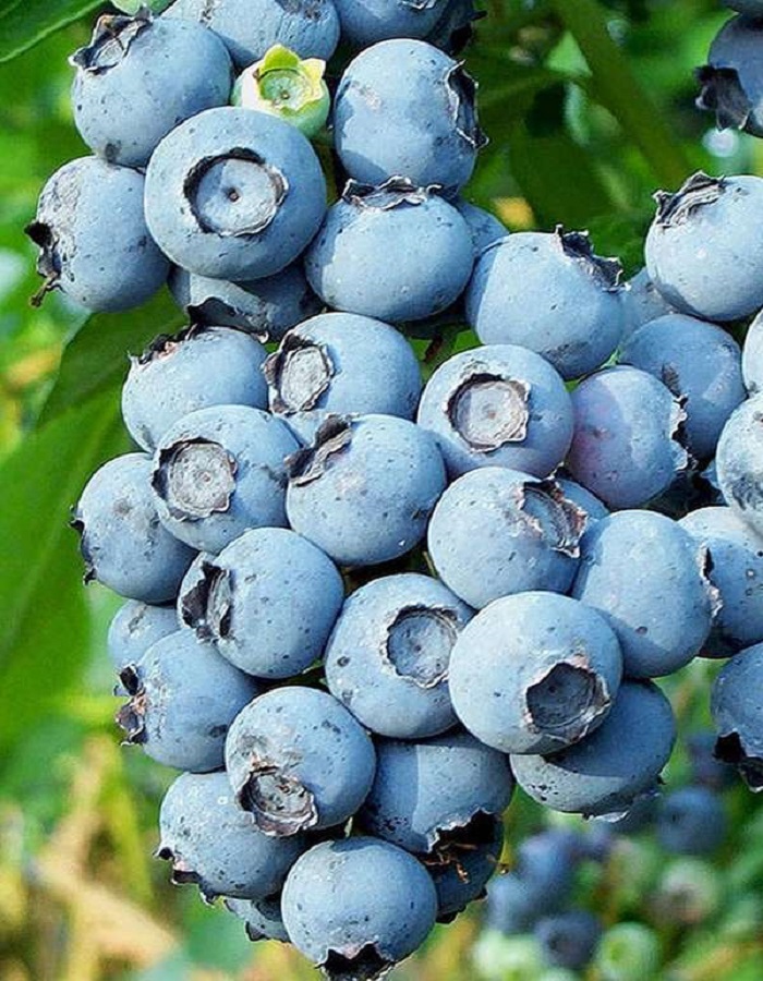 

Голубика Джерси