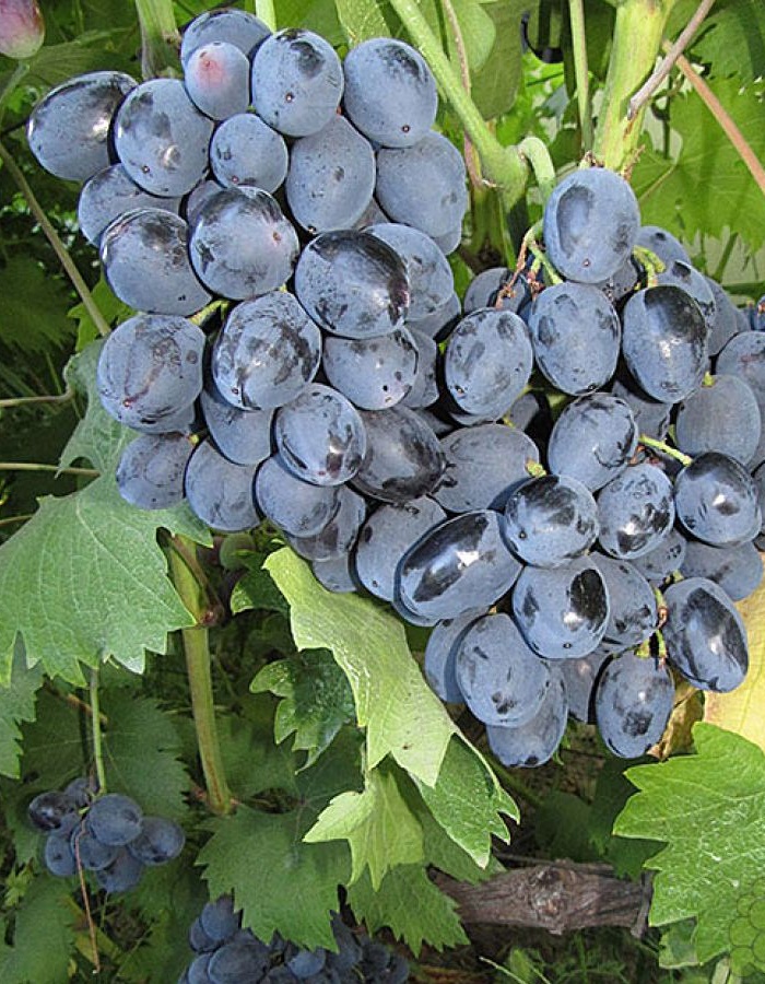 Виноград плодовый Руслан 1 шт, Виноград, Столовые сорта
