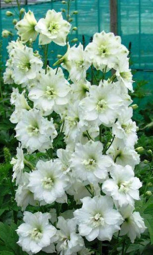 Дельфиниум крупноцветковый Белая бабочка (УД) 0,05 гр цв п