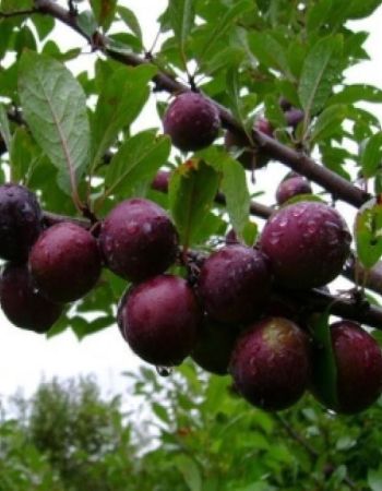 

Сливово-вишневый гибрид Бета