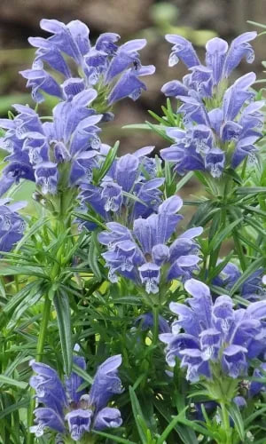 Змееголовник молдавский (мелисса турецкая, мята лимонная) Душистая (УД) 0,2 гр