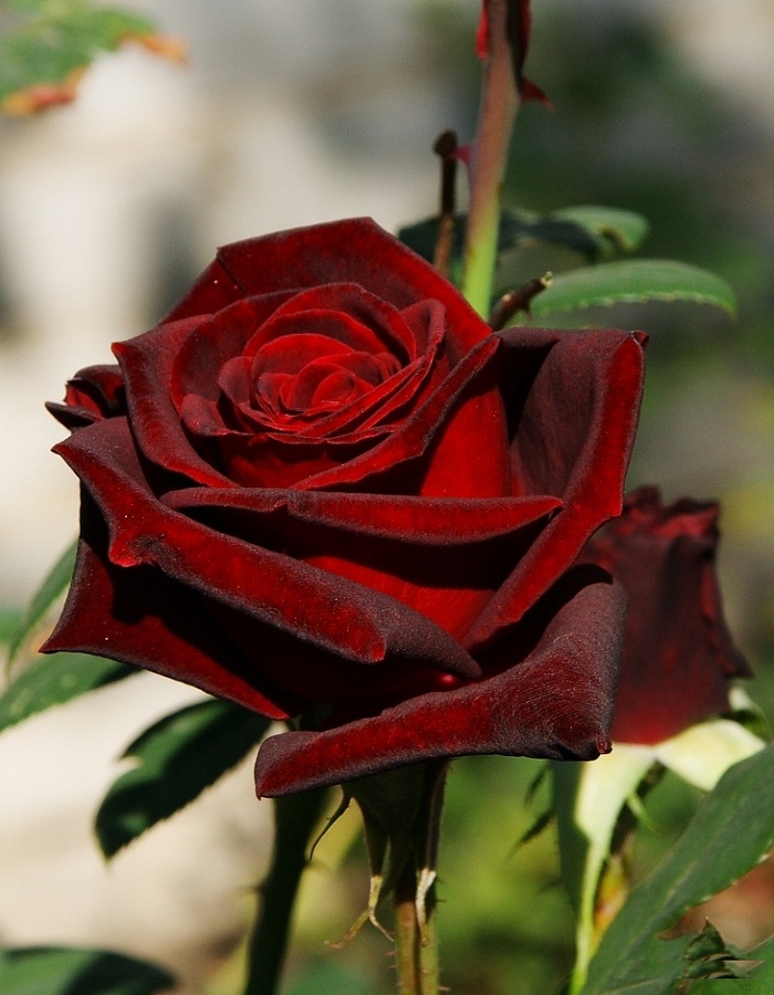 

Роза чайно-гибридная Блэк Баккара 1шт