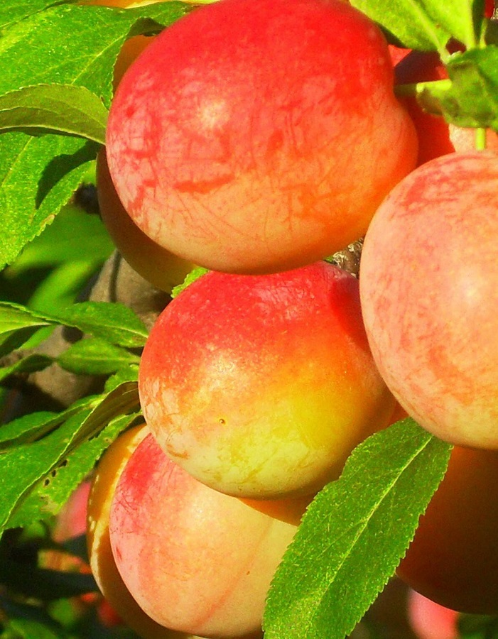 

Слива Егоровна 1 шт